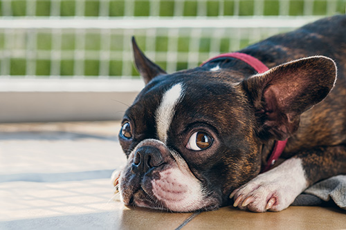 boston terrier