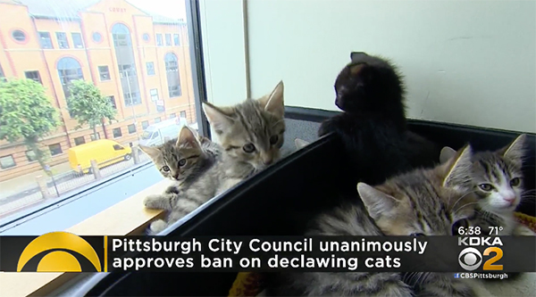 Pittsburgh City Council Passes Cat Declawing Ban - video